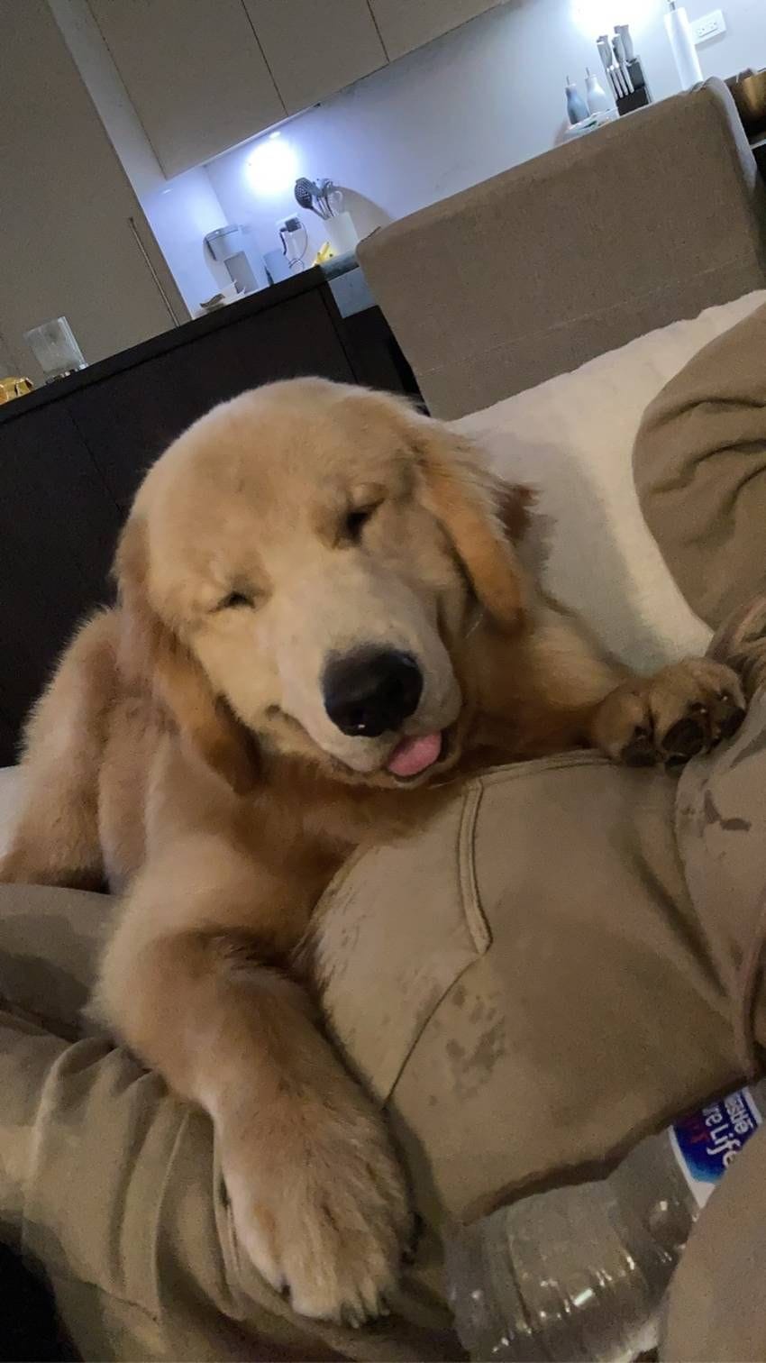 Dylan Strome going from dog dad to girl dad